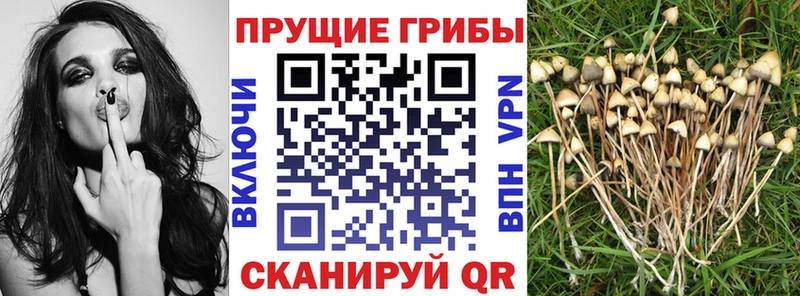сколько стоит  Емва  Галлюциногенные грибы GOLDEN TEACHER 